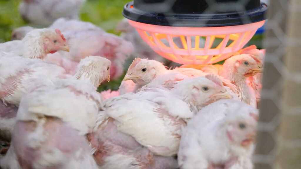 Meat chickens huddled under a heat lamp.
