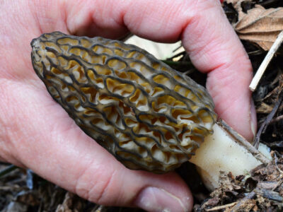 A closeup of a hand picking a morel mushroom.