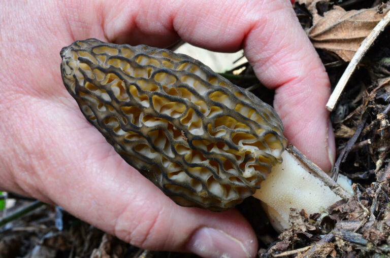 How to Forage for Morel Mushrooms