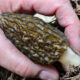 A closeup of a hand picking a morel mushroom.