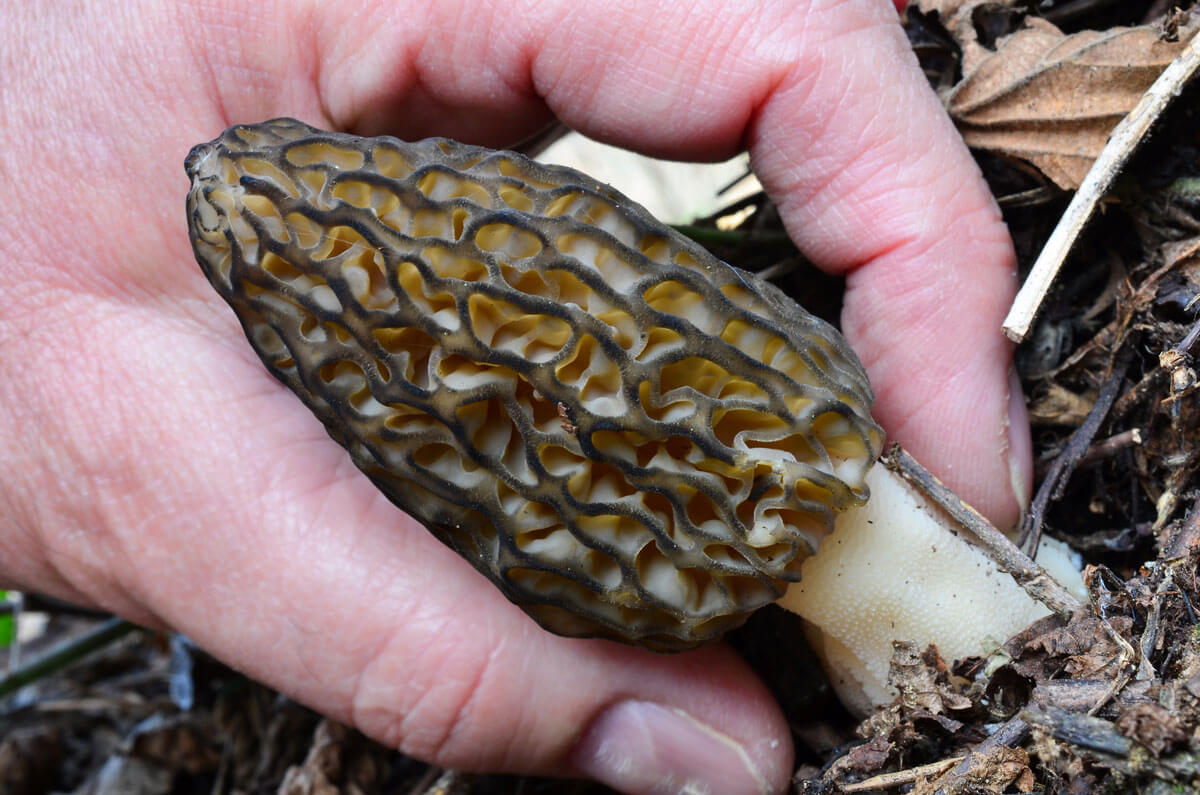 A closeup of a hand picking a morel mushroom.