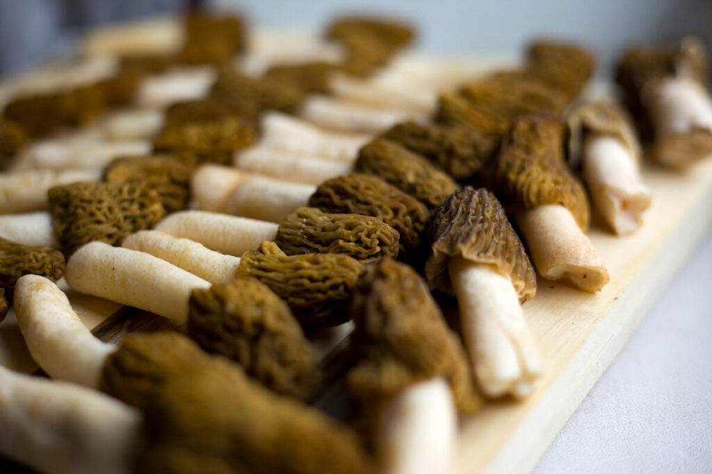 Dozens of morel mushrooms laid out on a cutting board.