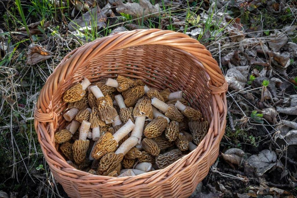 Morel mushrooms in a basket on the forest floor.