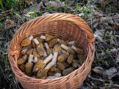 Morel mushrooms in a basket on the forest floor.
