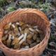 Morel mushrooms in a basket on the forest floor.