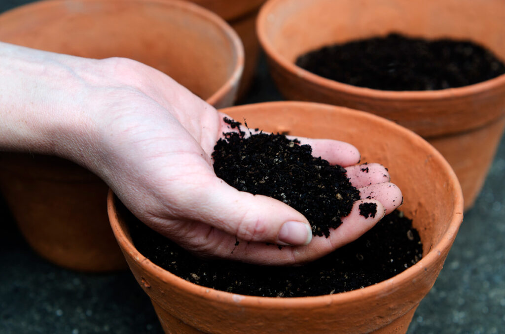 A woman's hand holding potting soil over terra cotta pots.