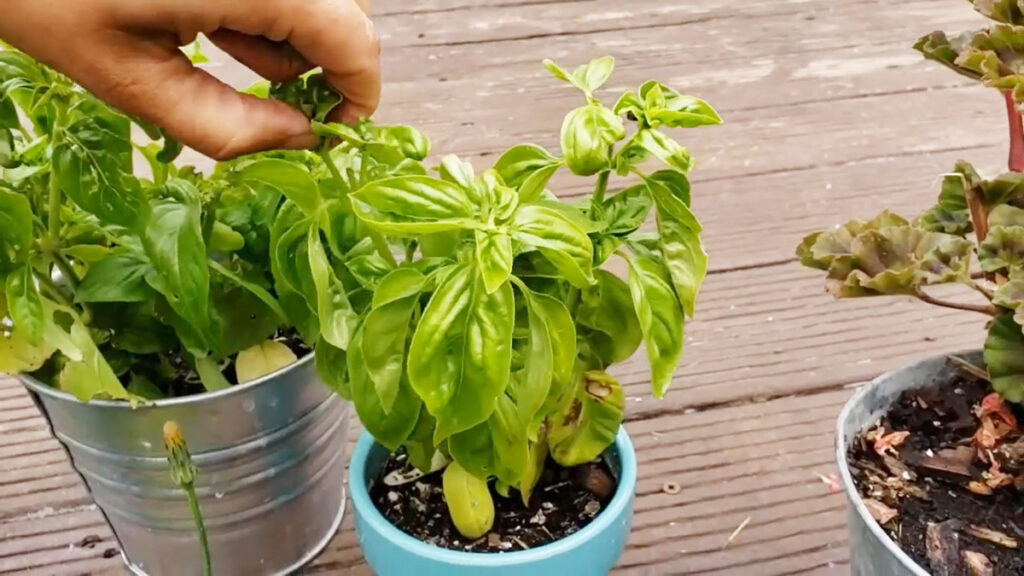 A pot of basil on a deck.