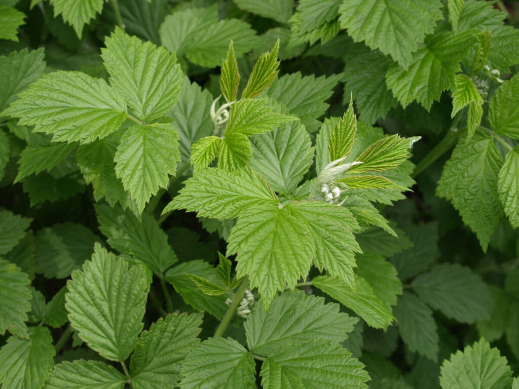 Raspberry leaves on a plant.