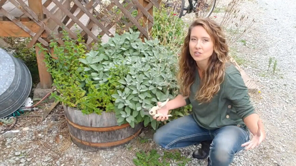 A woman crouched beside an herb planter with sage and mint.