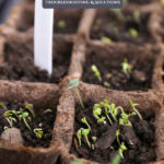 Pinterest pin for seed starting problems. Image of seedlings.