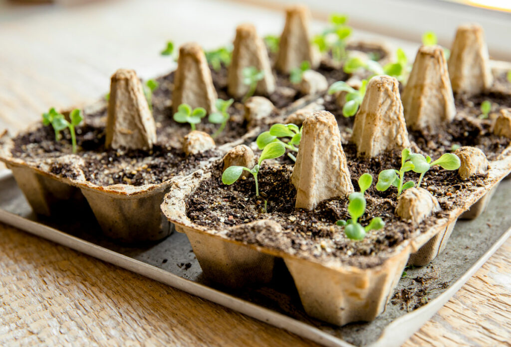 Seedlings growing in an egg carton.