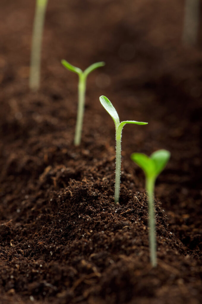 Seedlings growing through the soil.