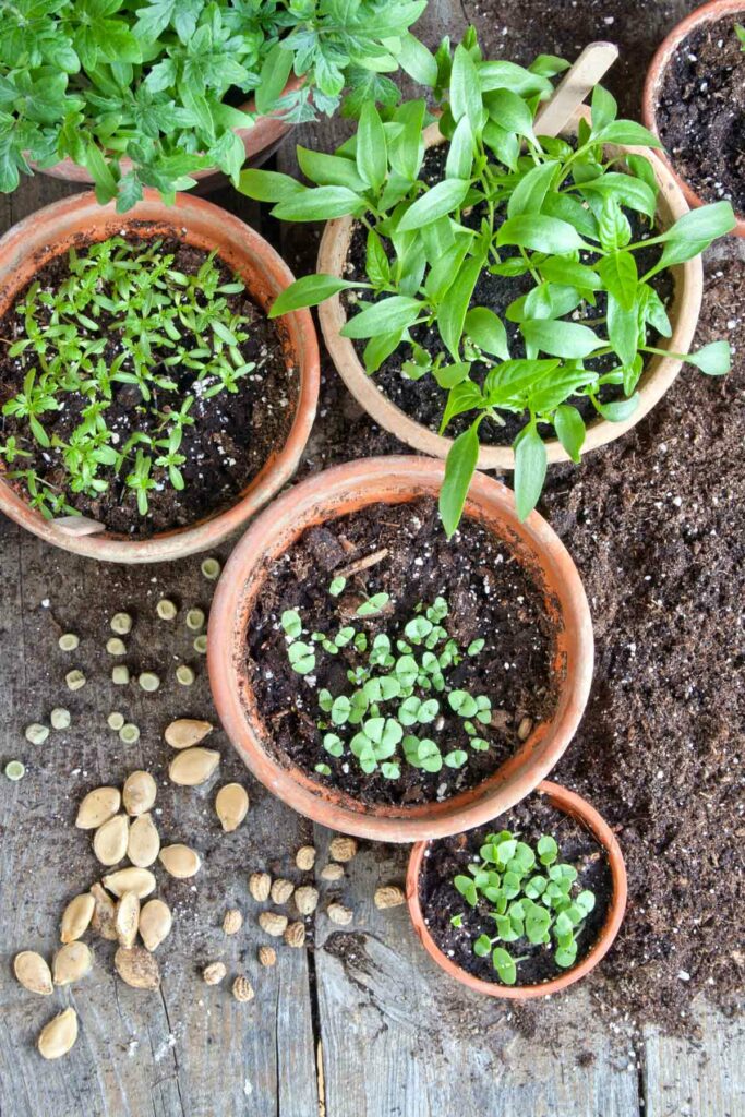 Seedlings growing in terra cotta pots.