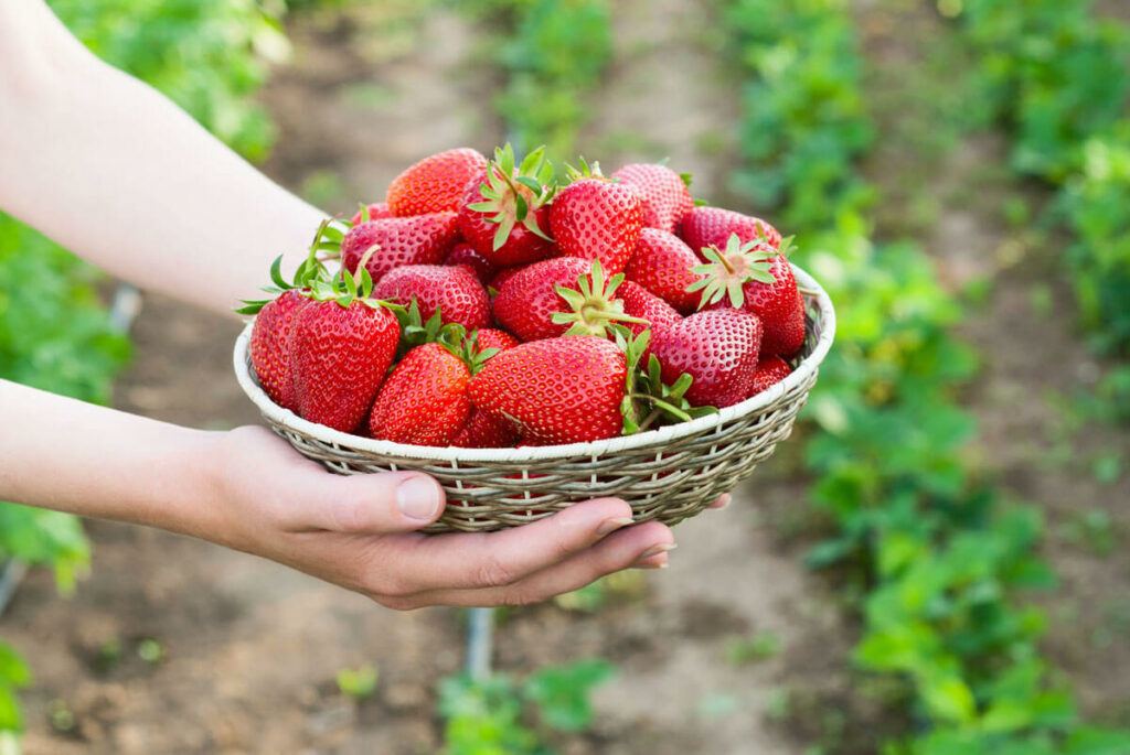 A basket full of strawberries.