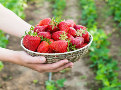 A basket full of strawberries.