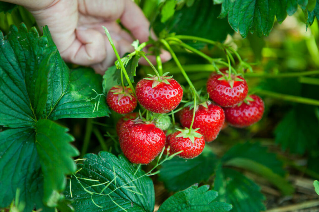 Growing strawberries in the home garden