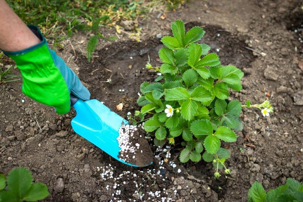 A strawberry plant being planted in the soil.