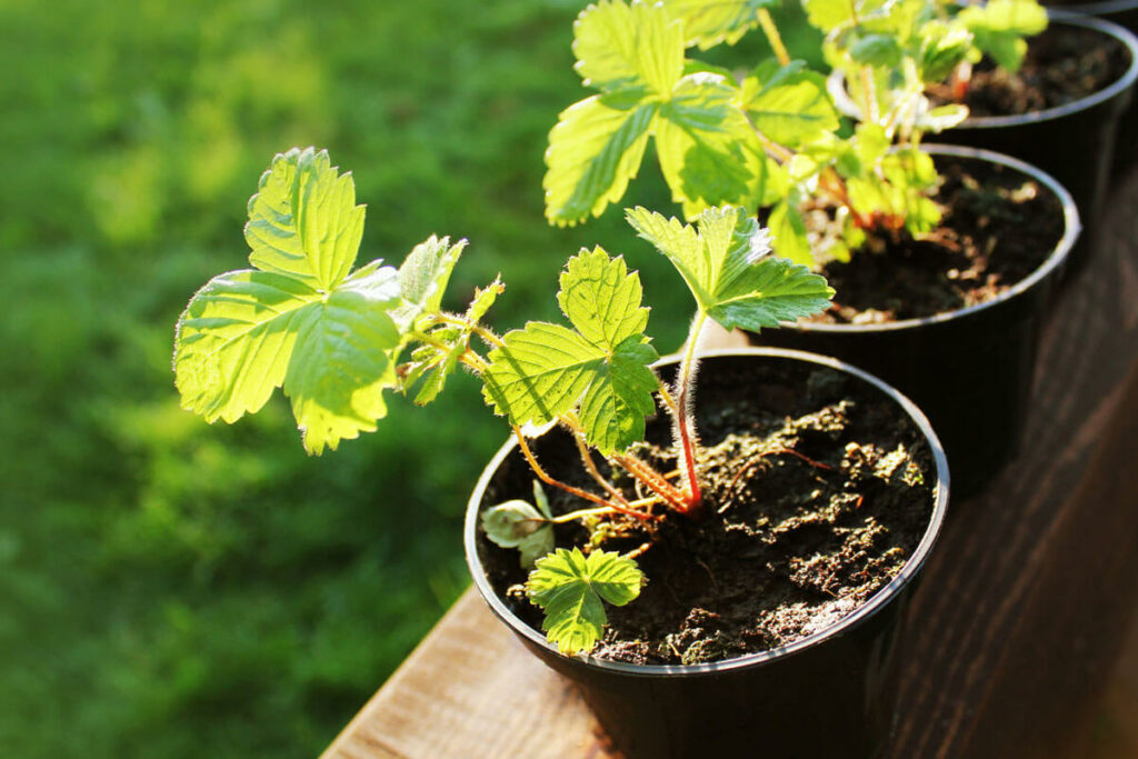 Strawberries in 4 inch pots.