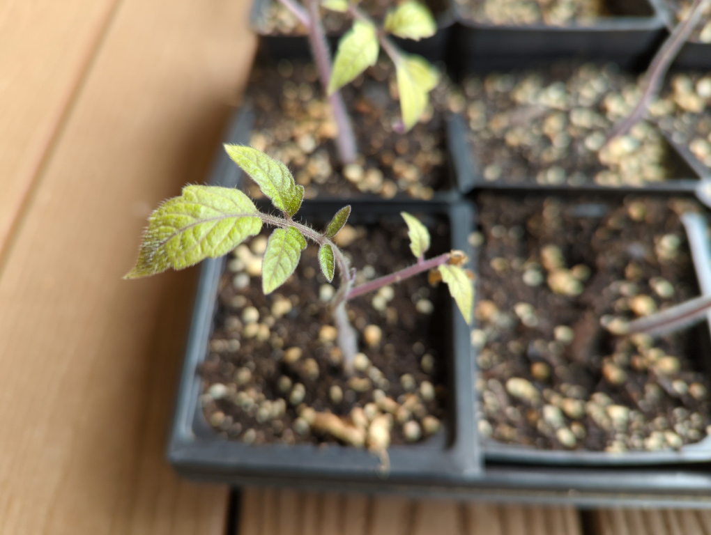 A struggling tomato seedling.