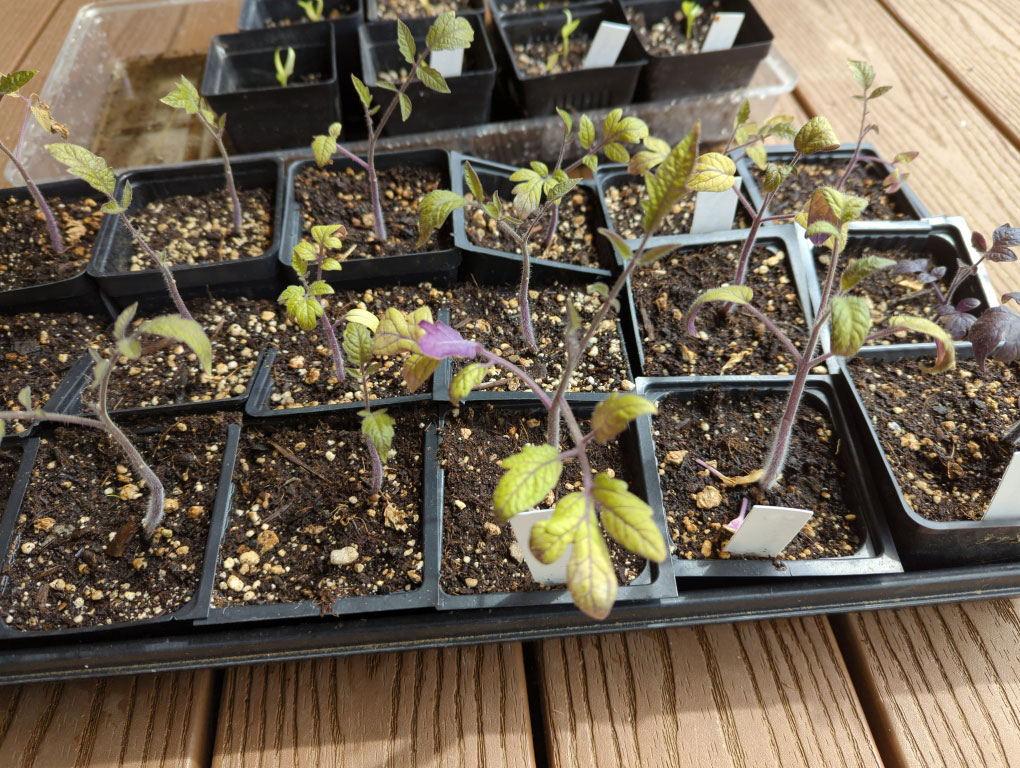 A tray of struggling tomato seedlings with yellowing leaves.