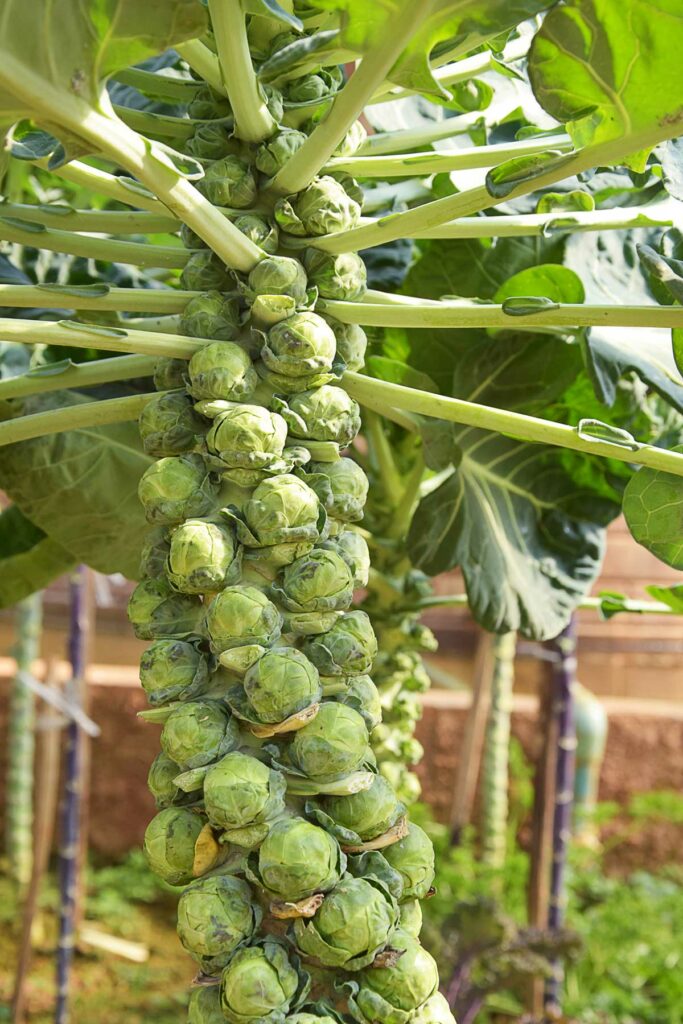 Brussels sprouts growing on a stalk in the garden.