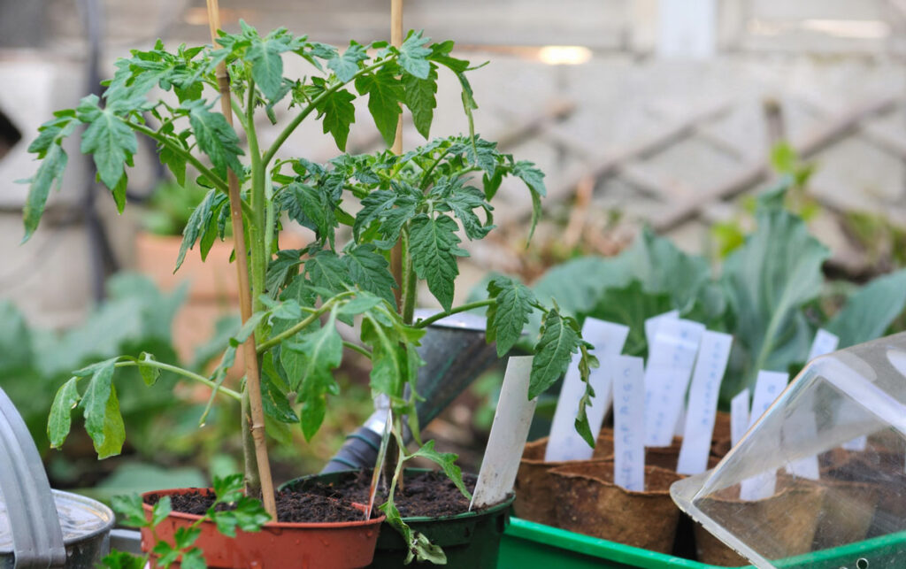 Large tomato starts in pots.