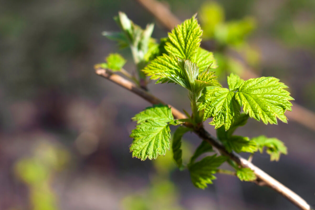 Young raspberry leaves on a spring plant.
