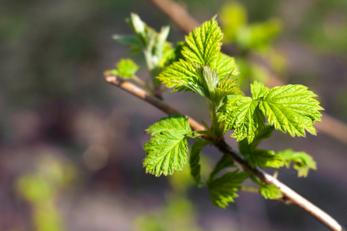 raspberry-leaf-tea-benefits-how-to-make-raspberry-leaf-tea-melissa