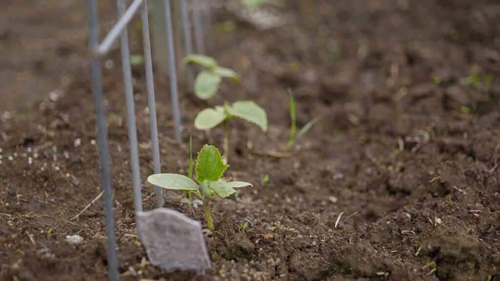 Cucumber seedlings growing next to a cattle panel trellis.