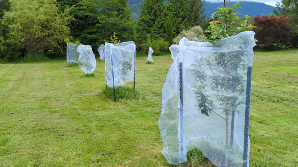 Deer netting around small fruit trees.