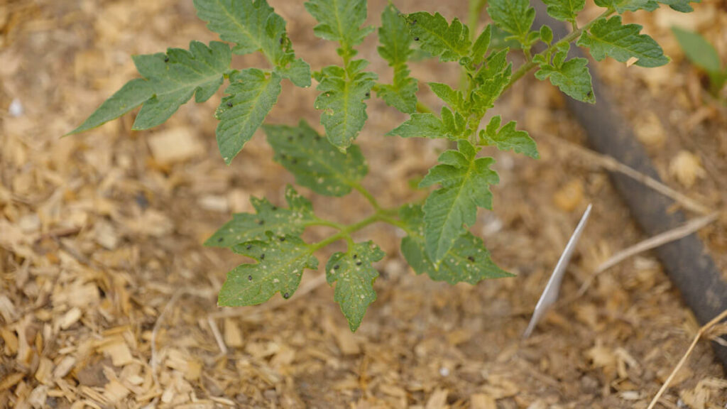 Flea beetle damage on a tomato plant.