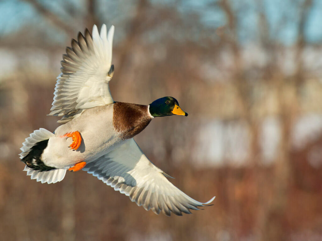 A flying duck.