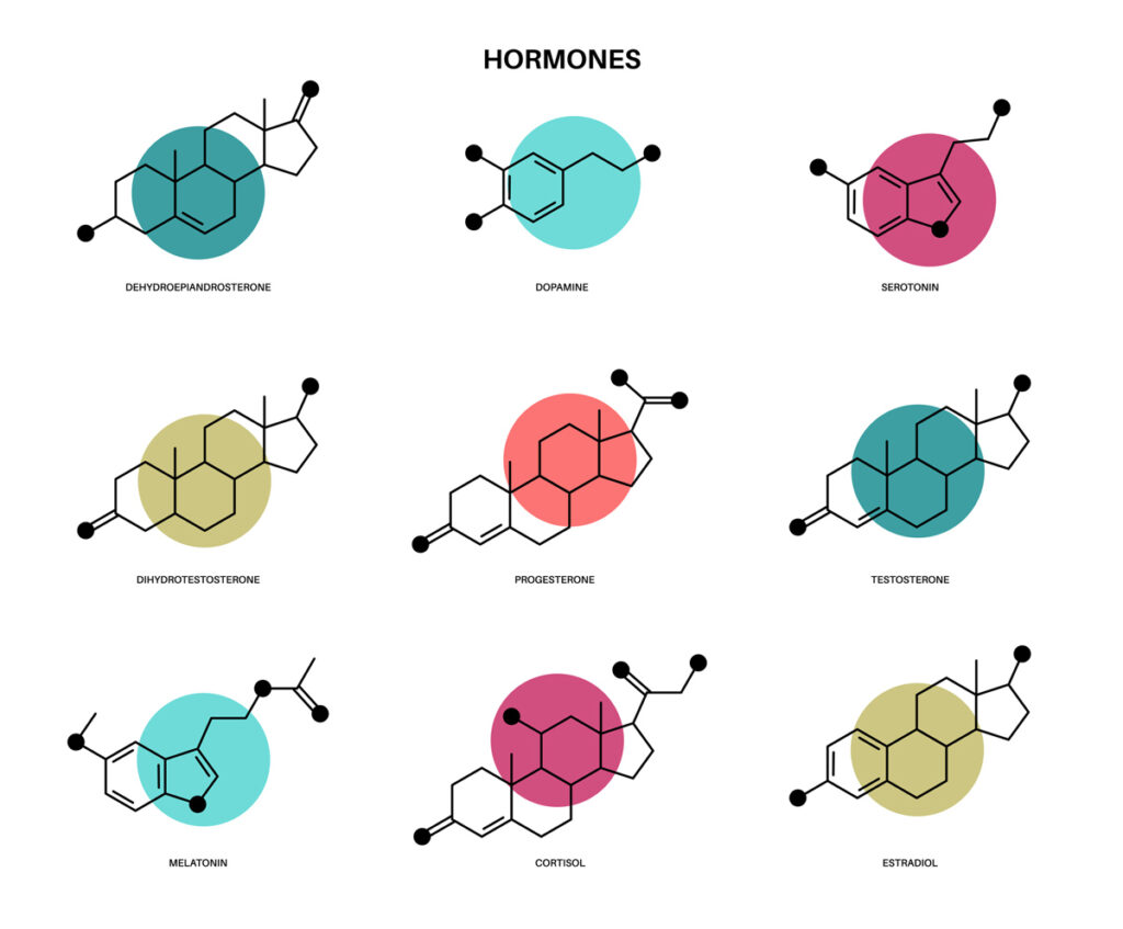 A vector image of hormones.