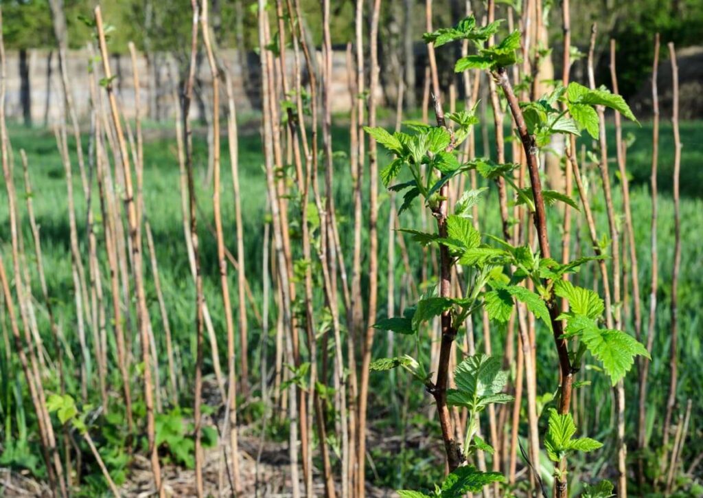 Raspberries canes