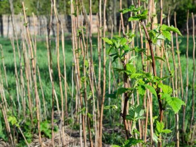 Raspberry Canes