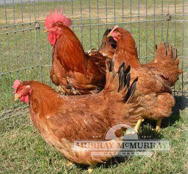 Three chickens on pasture.