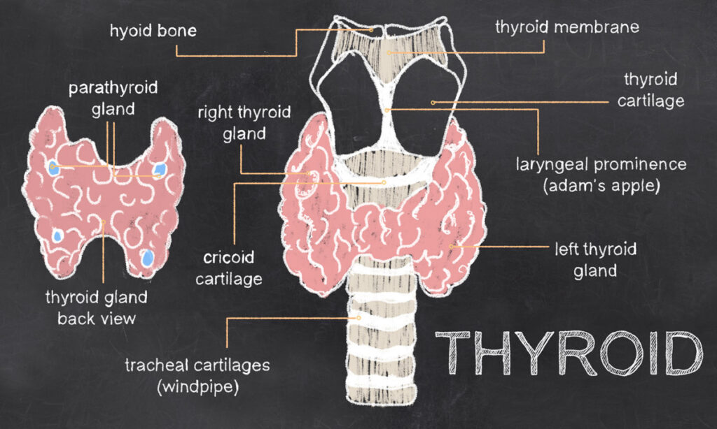 Vector of a thyroid gland.