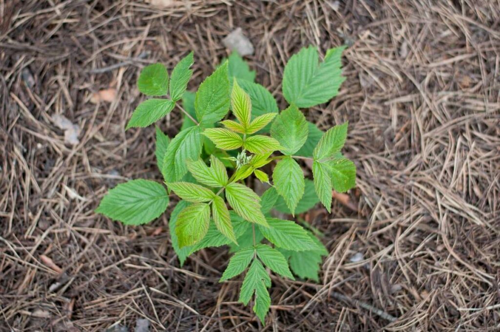 Young raspberry plant with mulch.