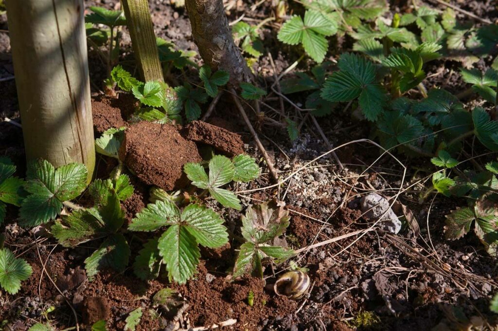 Coffee grounds in the garden around strawberry plants.