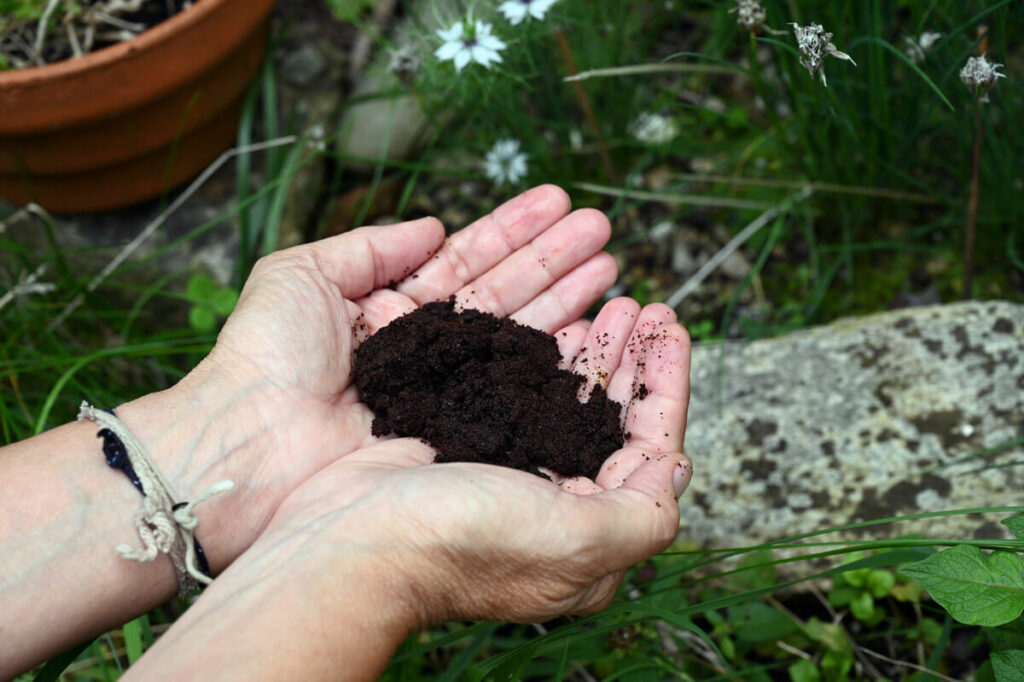 Coffee grounds in a woman's hands by the garden.