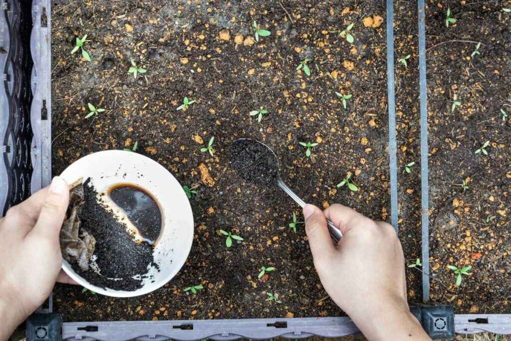 Hands spreading coffee grounds over growing seedlings.