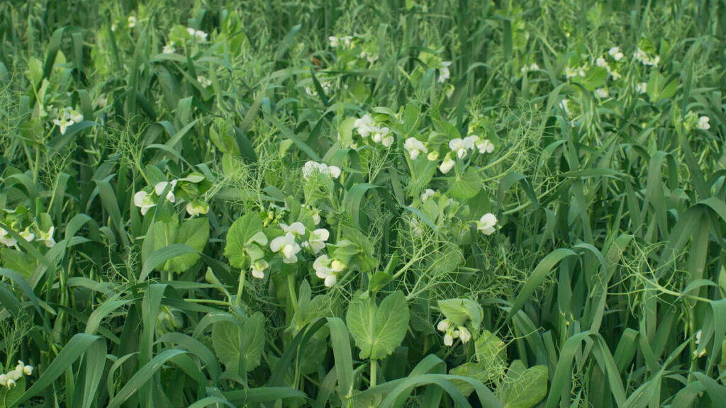 Cover crop growing in a field.