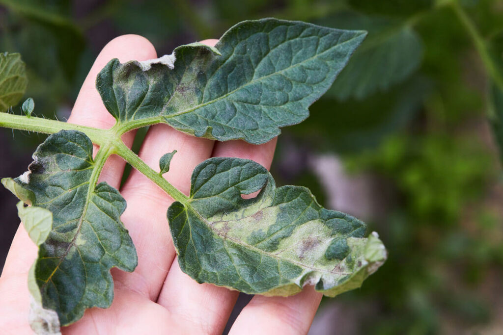 Curling leaf on a plant indicating disease or contaminated soil.