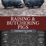 Pinterest pin for how to raise and butcher pigs for the best flavor. Image of a chart on how cuts of the pig.