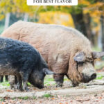 Pinterest pin for how to raise and butcher pigs for the best flavor. Image of two pigs.