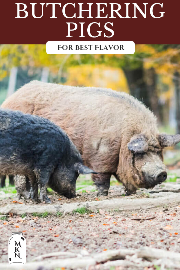 How to Raise, Butcher & Cure Pigs for Best Flavor Without a Fridge ...