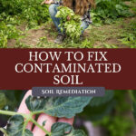 Pinterest pin for soil remediation, how to fix contaminated soil. Images of damaged plants.