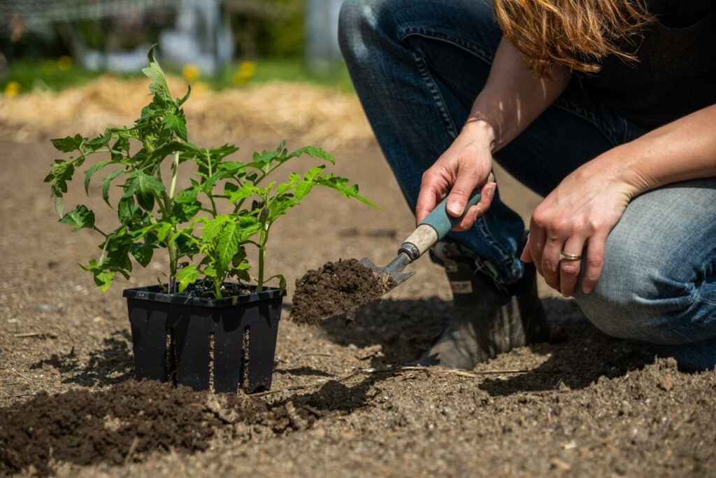 A woman transplanting tomato starts into the garden.