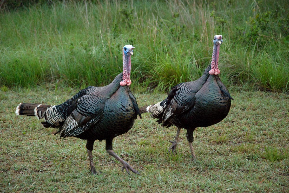 Two wild turkeys in grass.