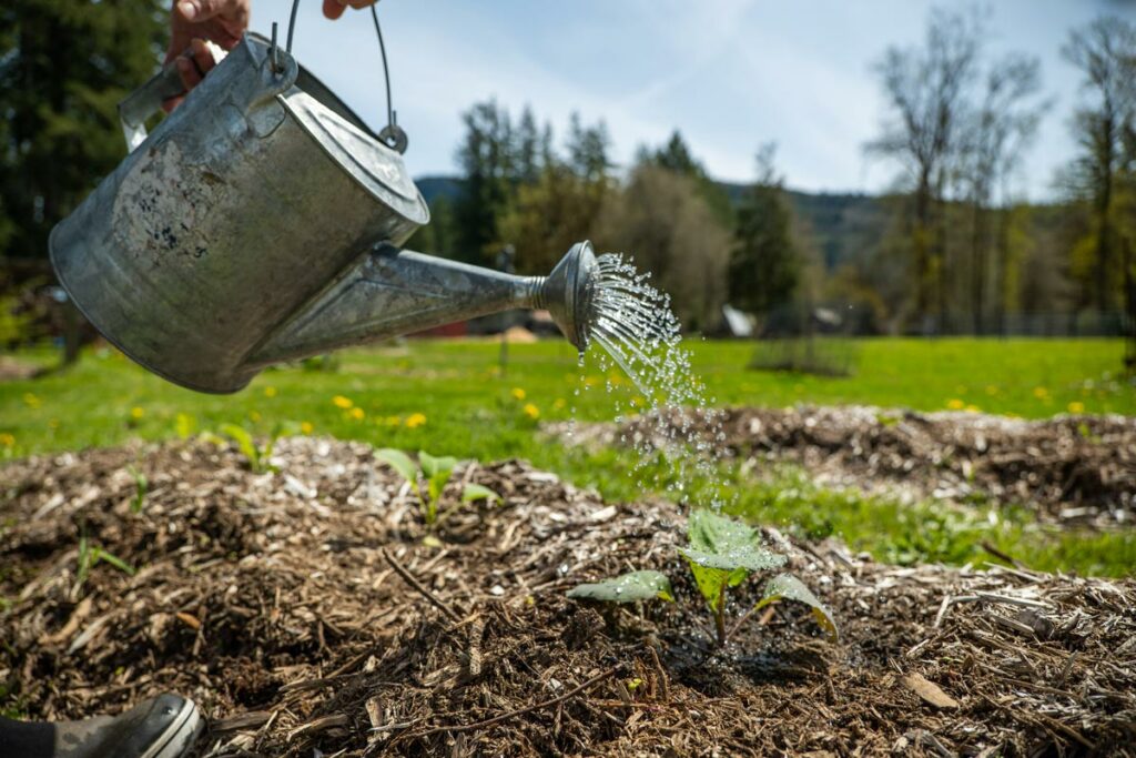 A watering can watering a plant in the garden.